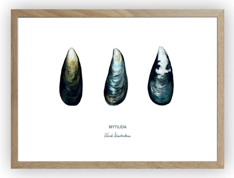 varek.illustrations - Affiche La Moule