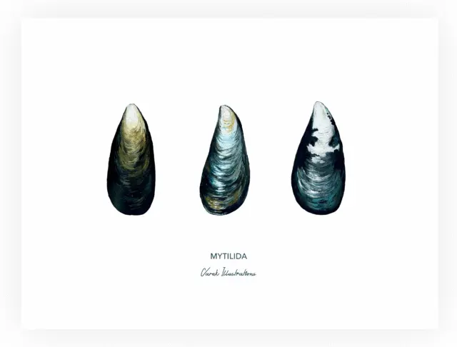 Varek Illustrations - Affiche La Moule