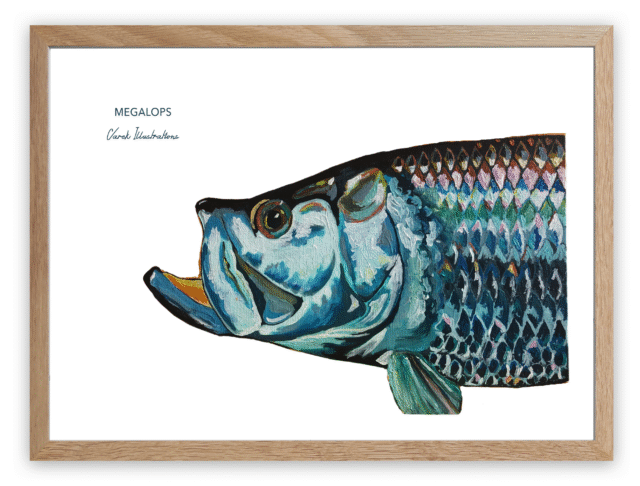 varek.illustrations - Affiche Le Tarpon