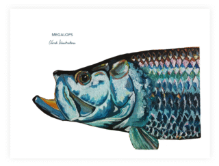 Varek Illustrations - Affiche Le Tarpon