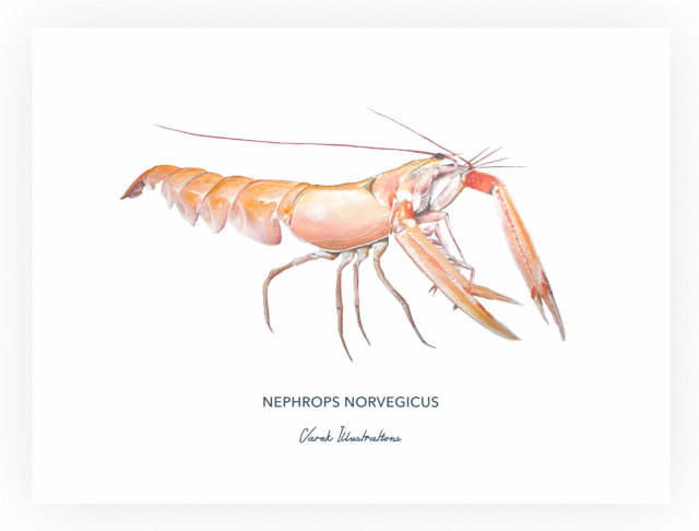 varek.illustrations - Affiche La Langoustine