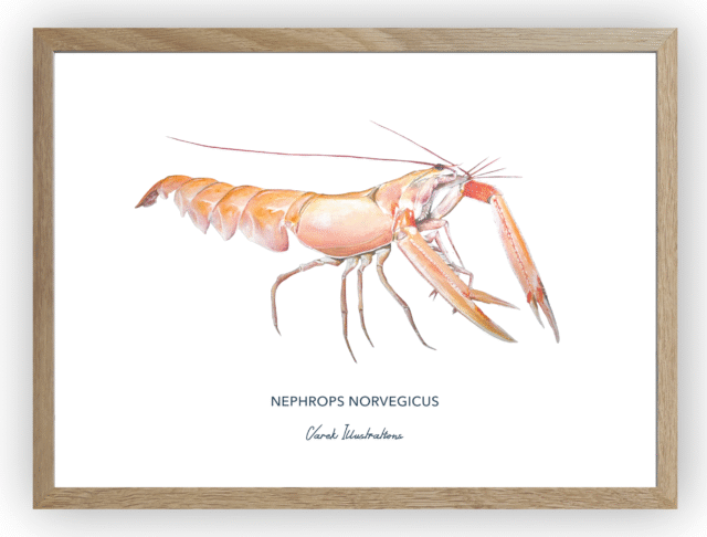 varek.illustrations - Affiche La Langoustine
