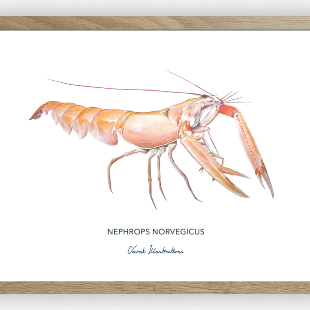 varek.illustrations - Affiche La Langoustine