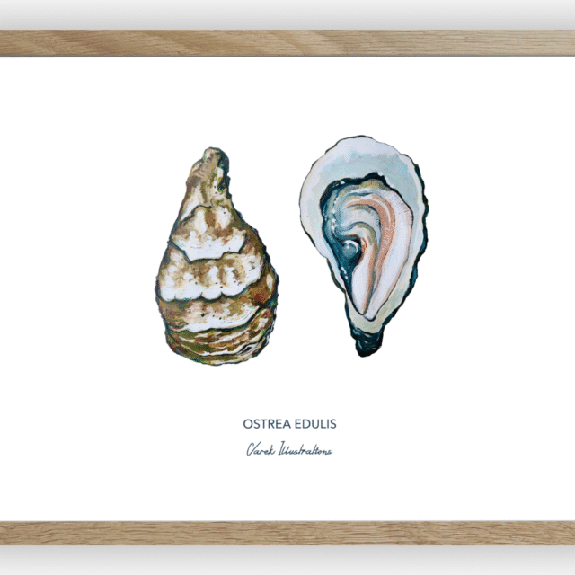 varek.illustrations - Affiche L'huître
