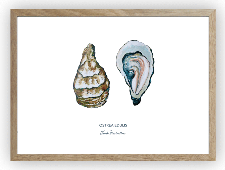 varek.illustrations - Affiche L'huître