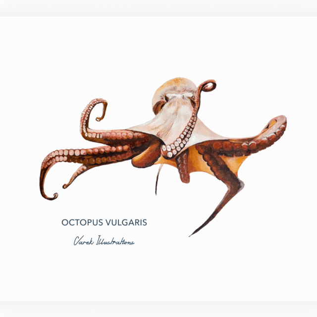 varek.illustrations - Affiche Le Poulpe