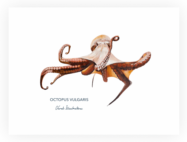 varek.illustrations - Affiche Le Poulpe