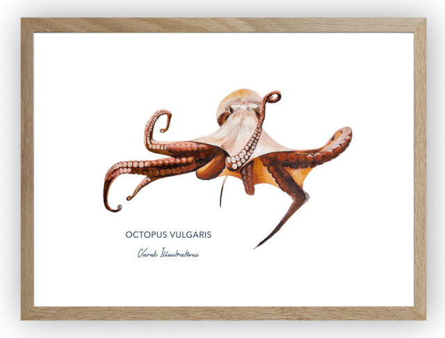 varek.illustrations - Affiche Le Poulpe