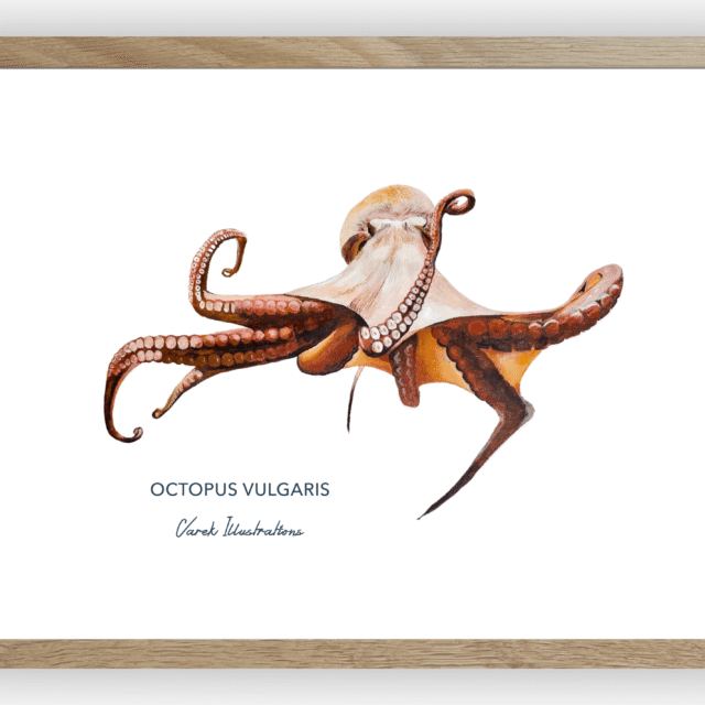 varek.illustrations - Affiche Le Poulpe
