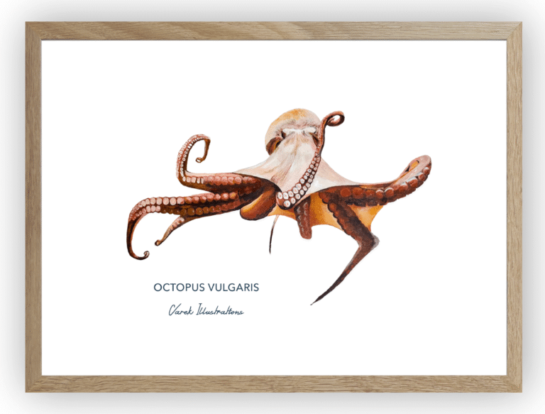 varek.illustrations - Affiche Le Poulpe