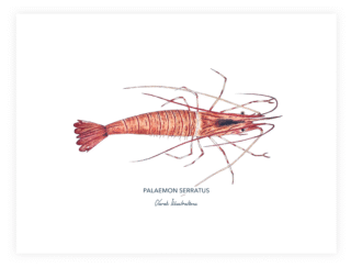 Varek Illustrations - Affiche La Crevette