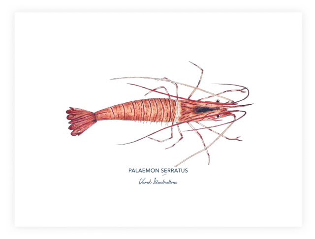 Varek Illustations - Affiche La Crevette