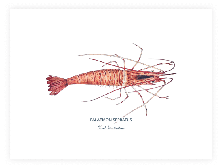 varek.illustrations - Affiche La Crevette