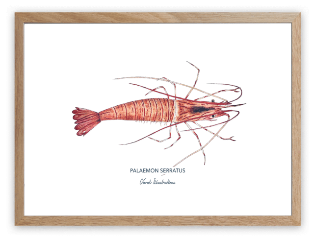 varek.illustrations - Affiche La Crevette