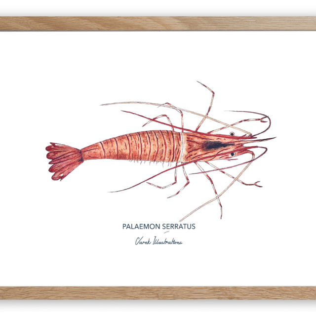 varek.illustrations - Affiche La Crevette