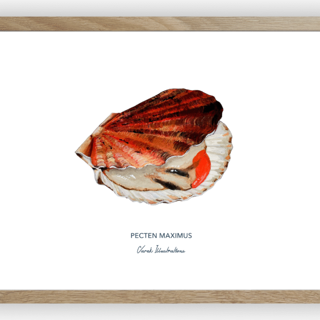 varek.illustrations - Affiche La Coquille Saint Jacques
