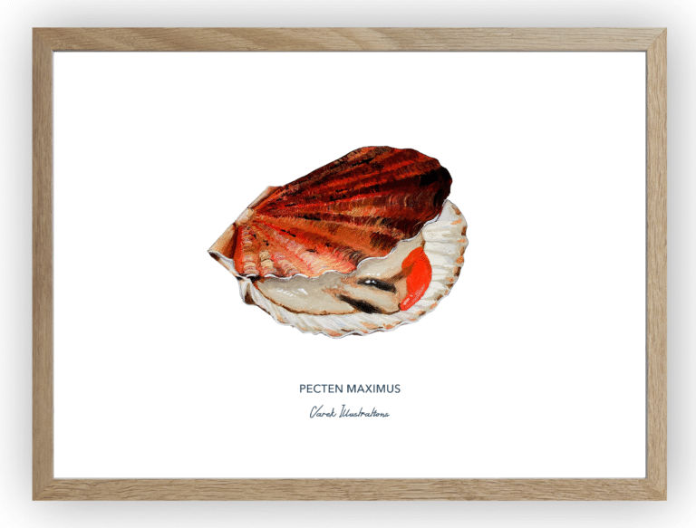 varek.illustrations - Affiche La Coquille Saint Jacques