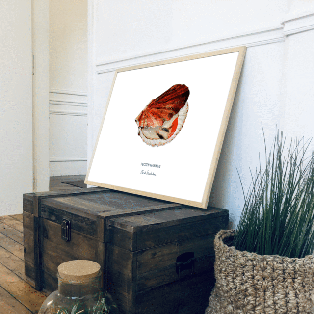 varek.illustrations - Affiche La Coquille Saint Jacques