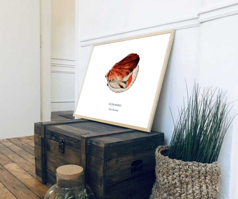 varek.illustrations - Affiche La Coquille Saint Jacques