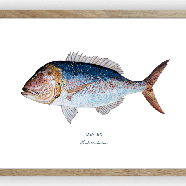 varek.illustrations - Affiche Le Denti