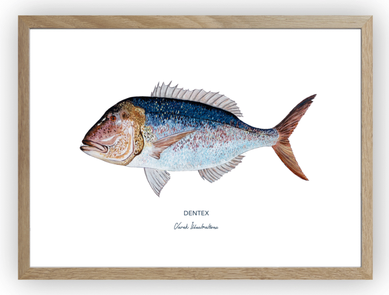 varek.illustrations - Affiche Le Denti