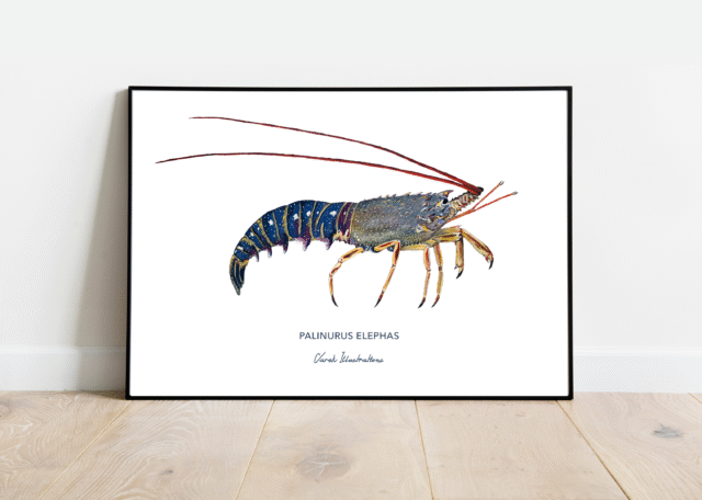 varek.illustrations - Affiche La Langouste