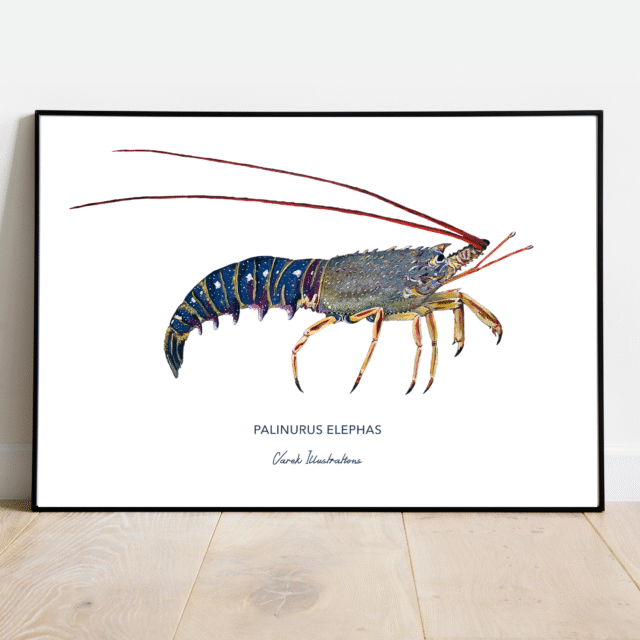 varek.illustrations - Affiche La Langouste