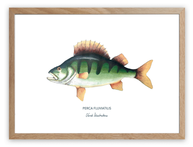 varek.illustrations - Affiche La Perche