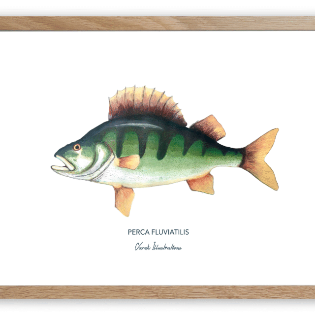 varek.illustrations - Affiche La Perche