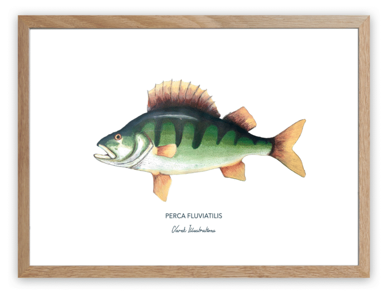 varek.illustrations - Affiche La Perche