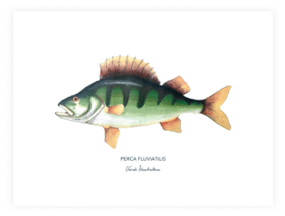 Varek Illustrations - Affiche La Perche