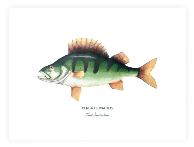 Varek Illustrations - Affiche La Perche