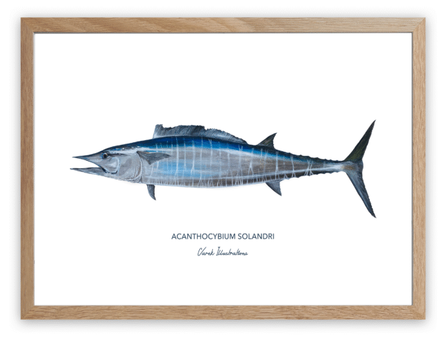 varek.illustrations - Affiche Le Wahoo