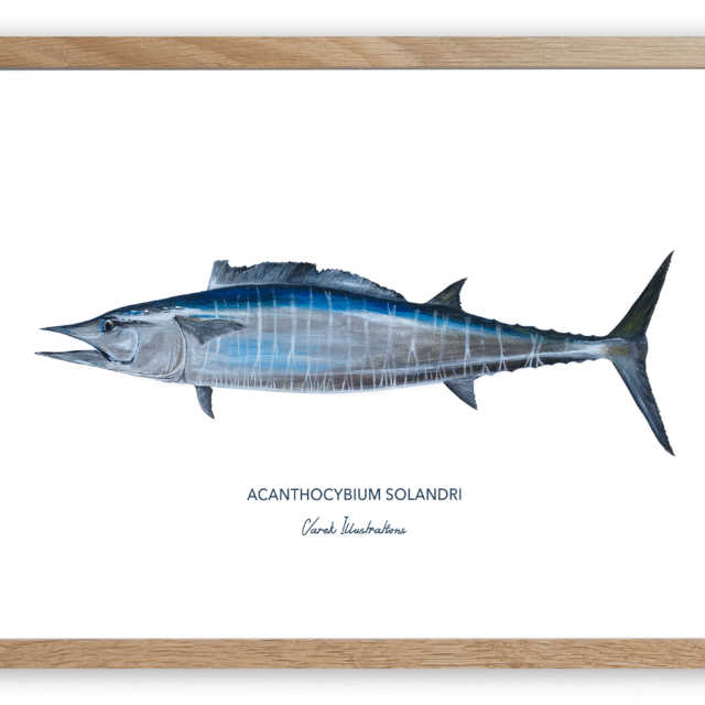 varek.illustrations - Affiche Le Wahoo