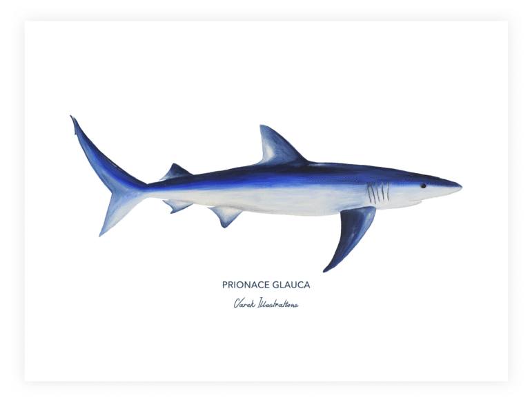 varek.illustrations - Affiche Le Requin Peau Bleue