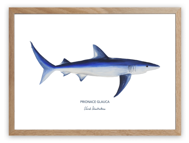 varek.illustrations - Affiche Le Requin Peau Bleue