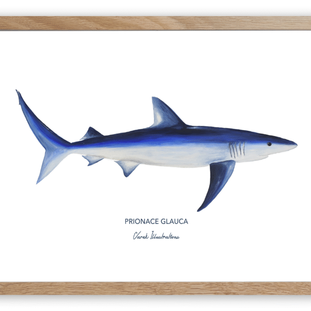 varek.illustrations - Affiche Le Requin Peau Bleue
