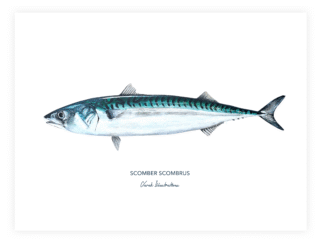 Varek Illustrations - Affiche Le Maquereau