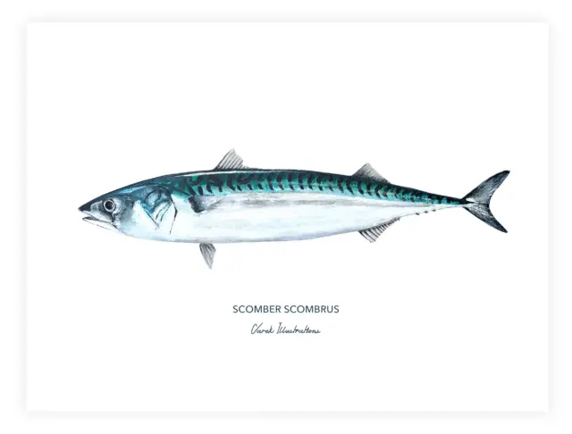Varek Illustrations - Affiche Le Maquereau