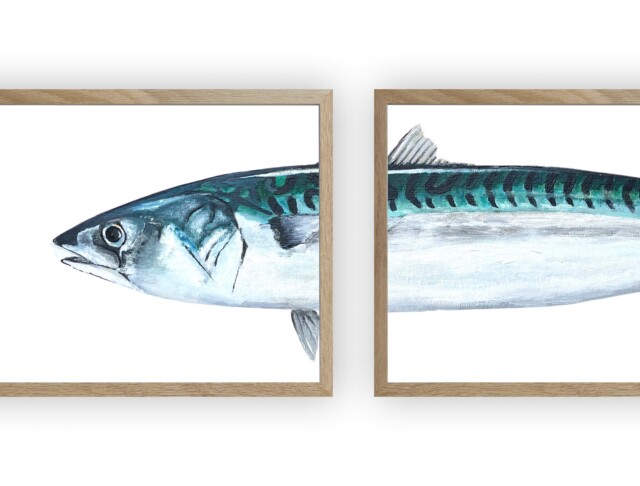 varek.illustrations - Triptyque Maquereau