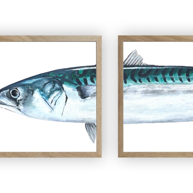 varek.illustrations - Triptyque Maquereau