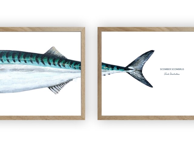 varek.illustrations - Triptyque Maquereau