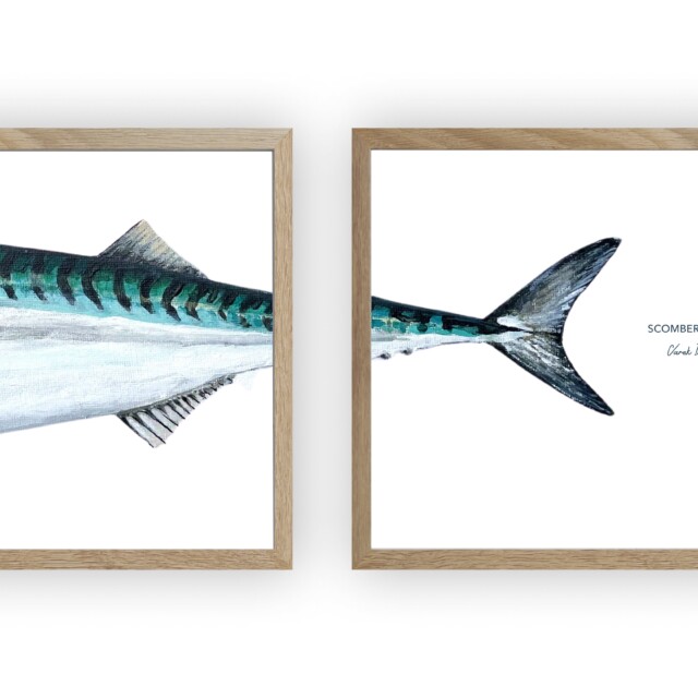 varek.illustrations - Triptyque Maquereau