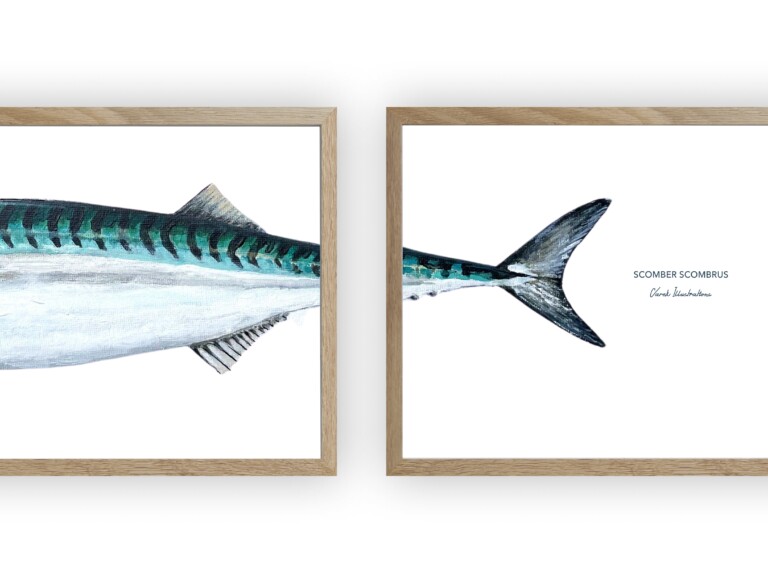 varek.illustrations - Triptyque Maquereau