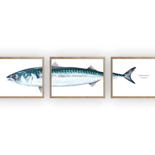 varek.illustrations - Triptyque Maquereau