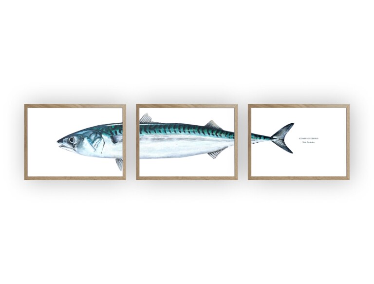 varek.illustrations - Triptyque Maquereau