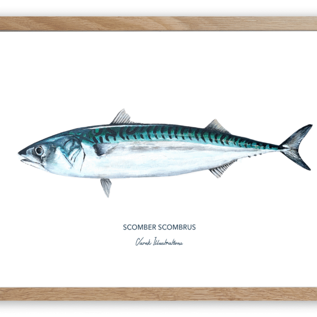 varek.illustrations - Affiche Le Maquereau