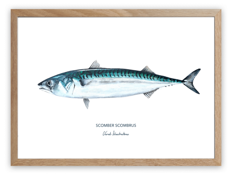 varek.illustrations - Affiche Le Maquereau