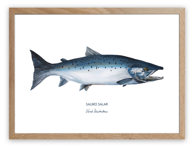varek.illustrations - Affiche Le Saumon Atlantique