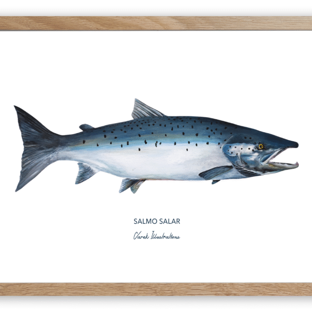 varek.illustrations - Affiche Le Saumon Atlantique